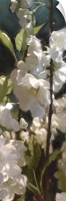 White Roses V