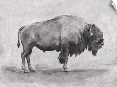 Wild Bison Study I