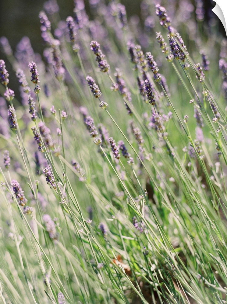 A close up photograph of purple lavender flowers.