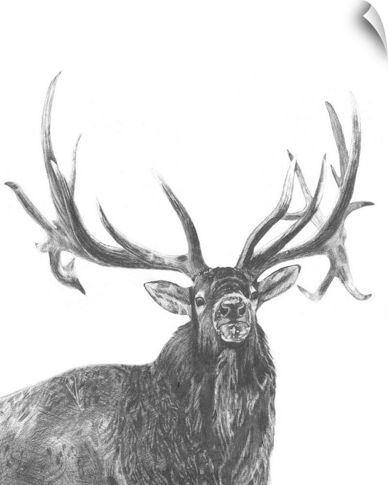 Graphite portrait of an elk.