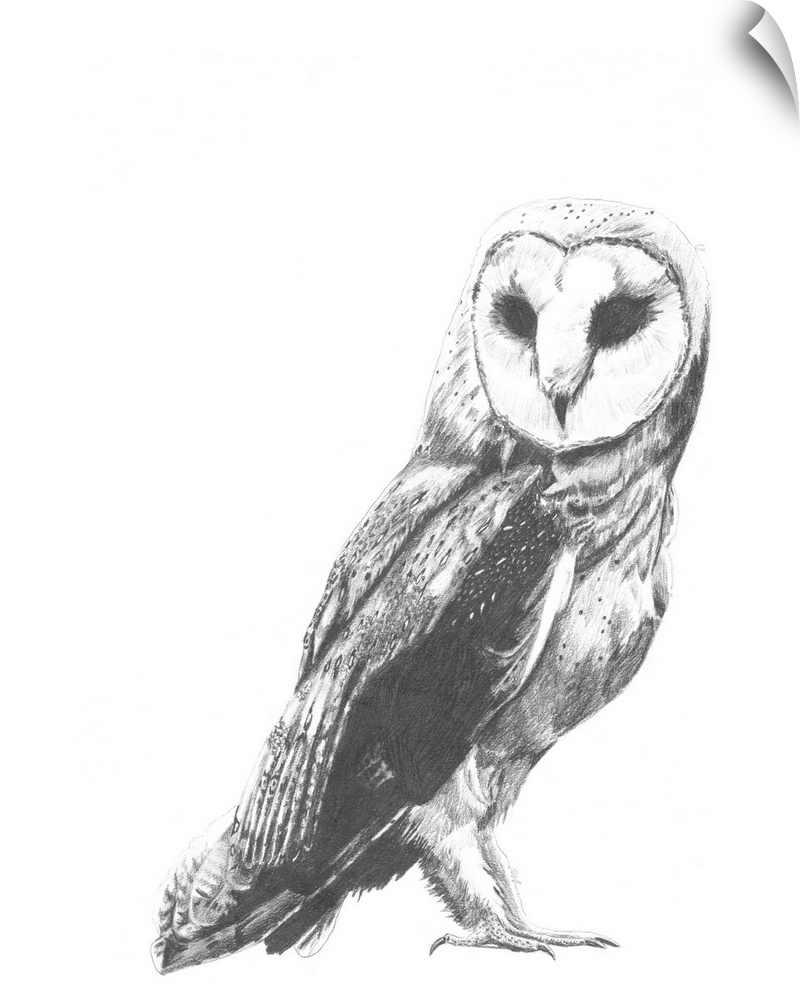 Contemporary illustration of a barn owl against a white background.
