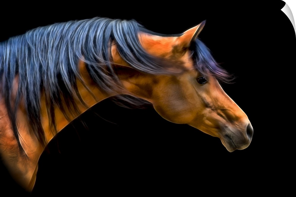 Fine art photo of the head and neck of a horse, with mane blowing in the wind.