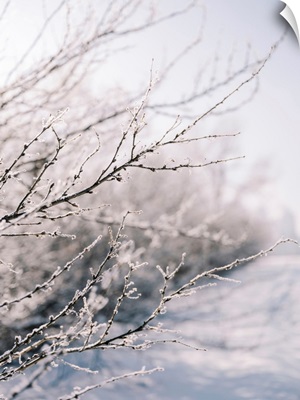Winter Branches II