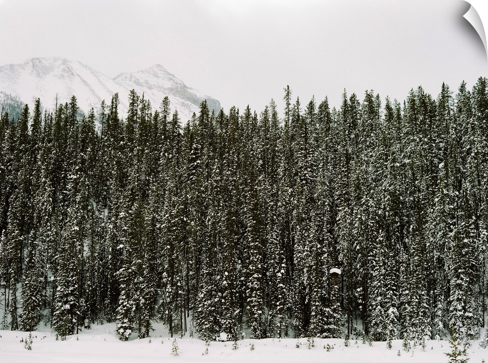 Photograph of dense evergreen trees covered in snow, Emerald Lake Lodge, Banff, Canada