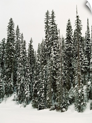 Winter Trees I