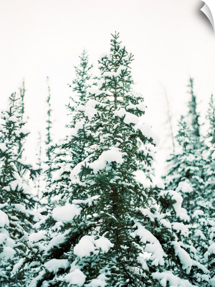 Winter Trees III