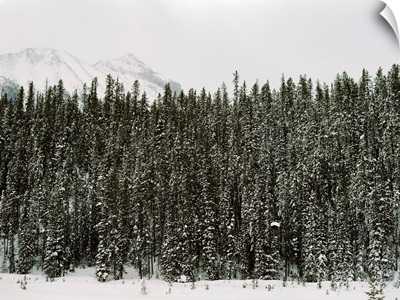 Winter Trees VI