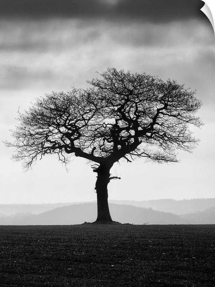 A black and white photograph of a lone tree standing in a field with a fog covered landscape behind it.
