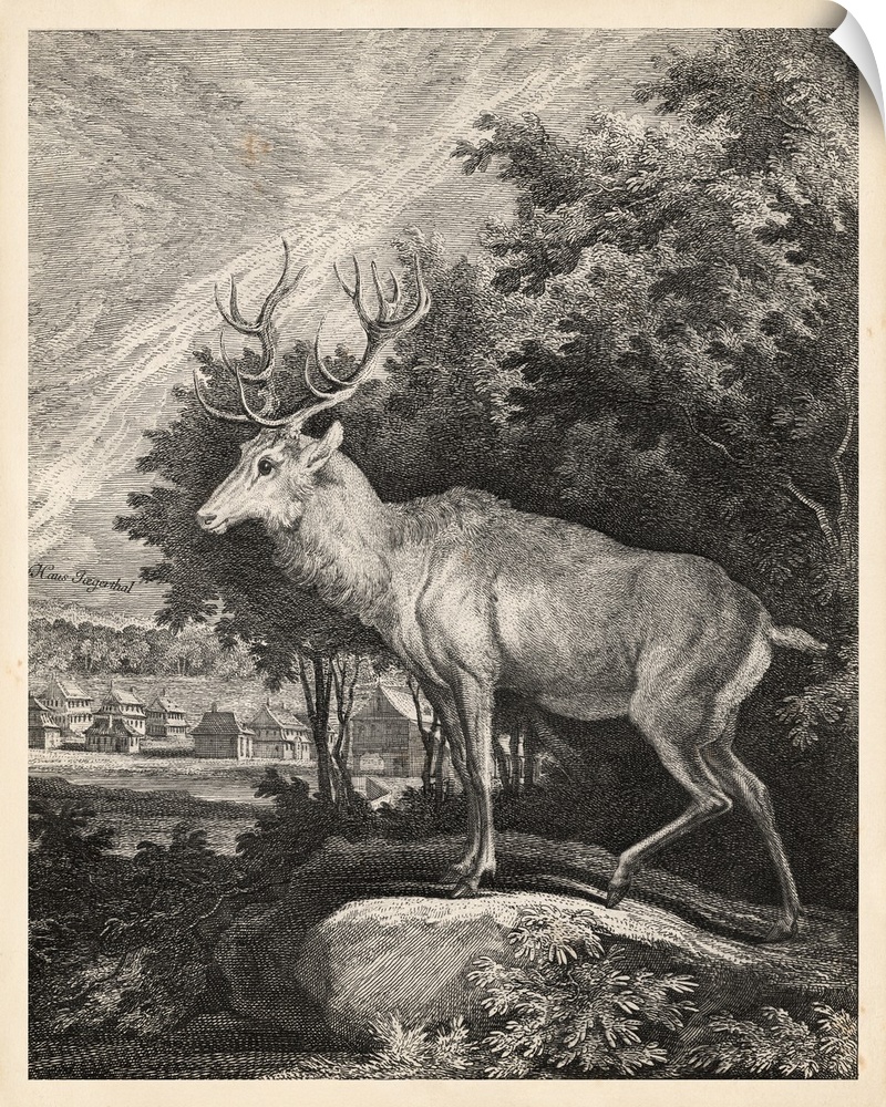 Woodland Deer II