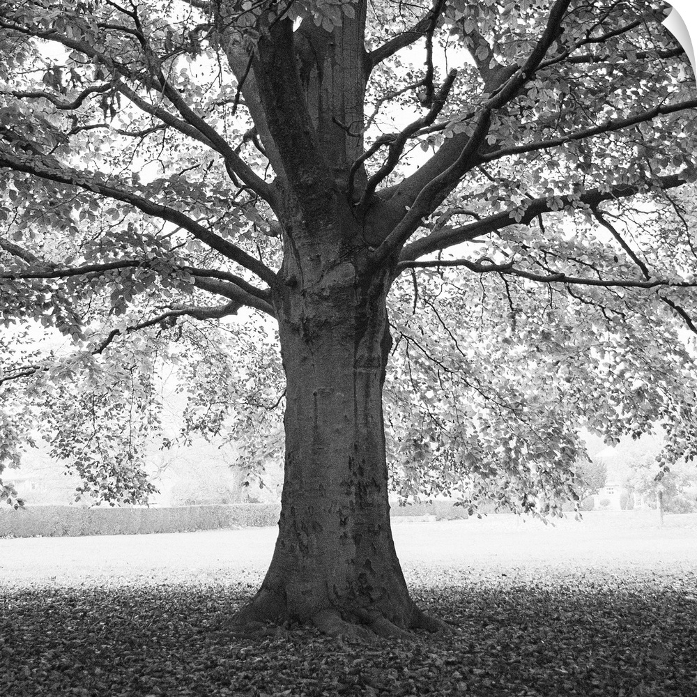 A photograph of an old tree standing in a clearing shrouding the ground underneath in shade.