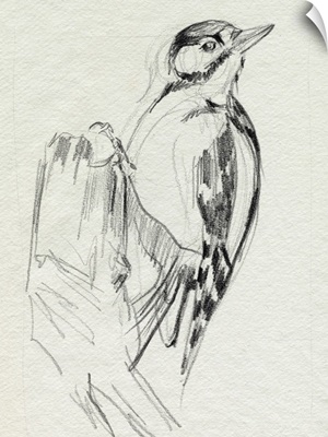 Woodpecker Sketch II