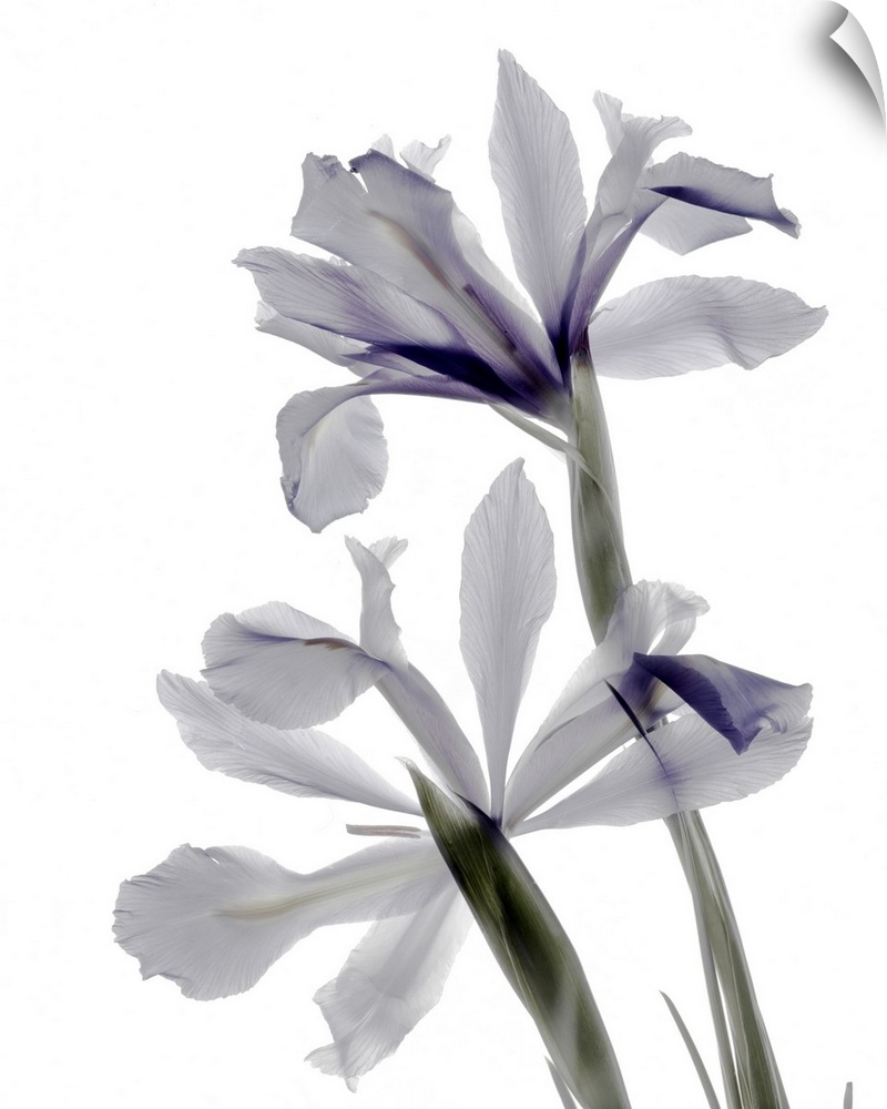 X-ray photograph of iris flowers in white and purple on a white background.