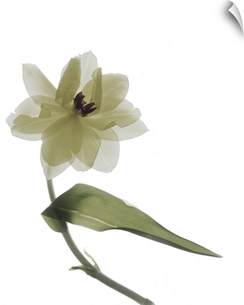 X-ray photograph of a yellow tulip on a white background.