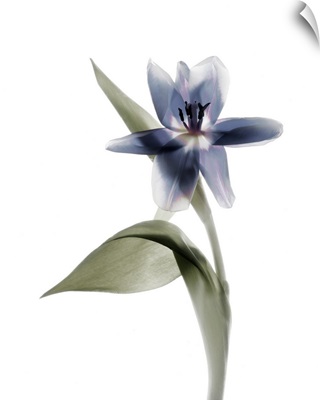 Xray Tulip VII