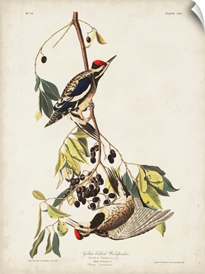 Yellow-Bellied Woodpecker