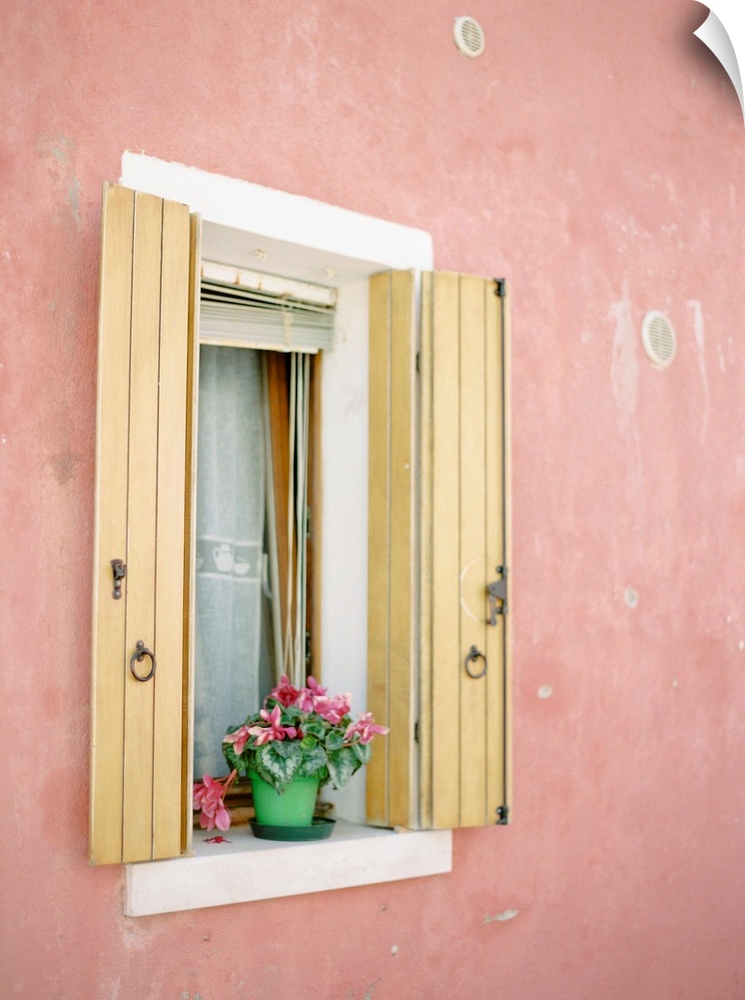 Photograph of a small flowering plant on a windowsill, flanked by yellow shutters, Burano, Italy.