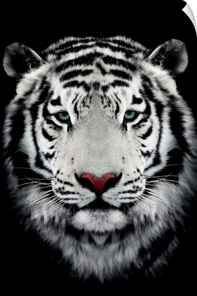 Dark Bengal Tiger