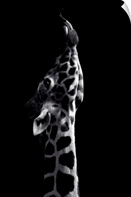 Dark Giraffe 2