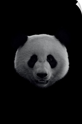 Dark Panda