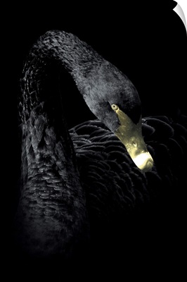 Dark Swan