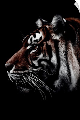 Dark Tiger 3