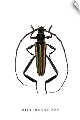 Distinguendum Beetle