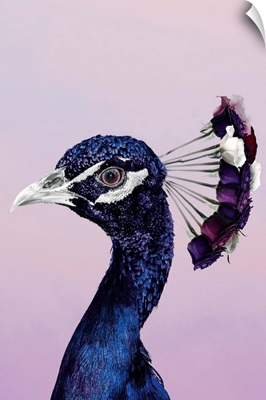 Purplish Peacock