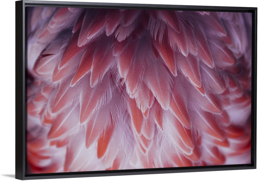 Beautiful close-up of the feathers of a pink flamingo bird.