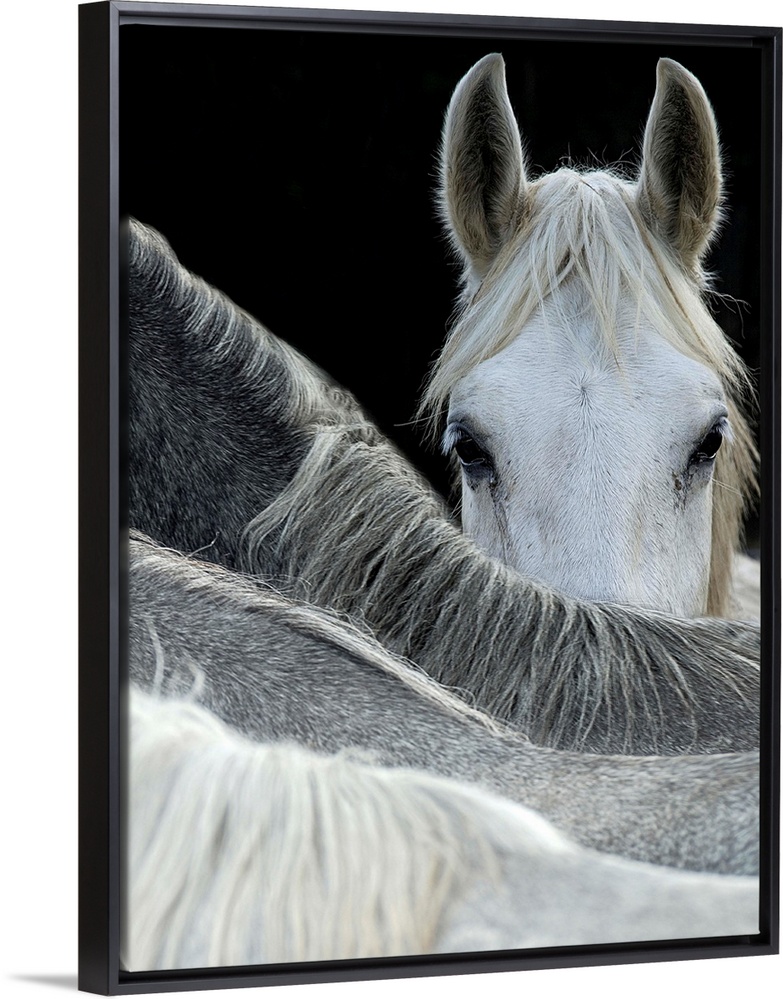 A white horse peering over the backs of its herd-mates.