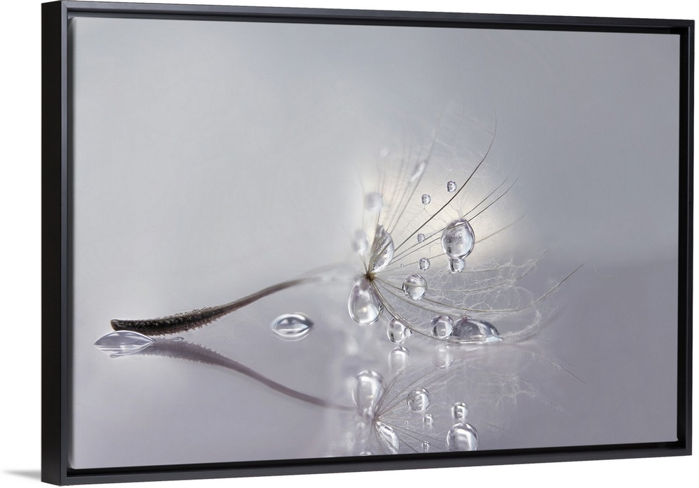 Macro photo of a dandelion seed with water drops.