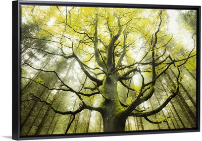 The Dream Tree