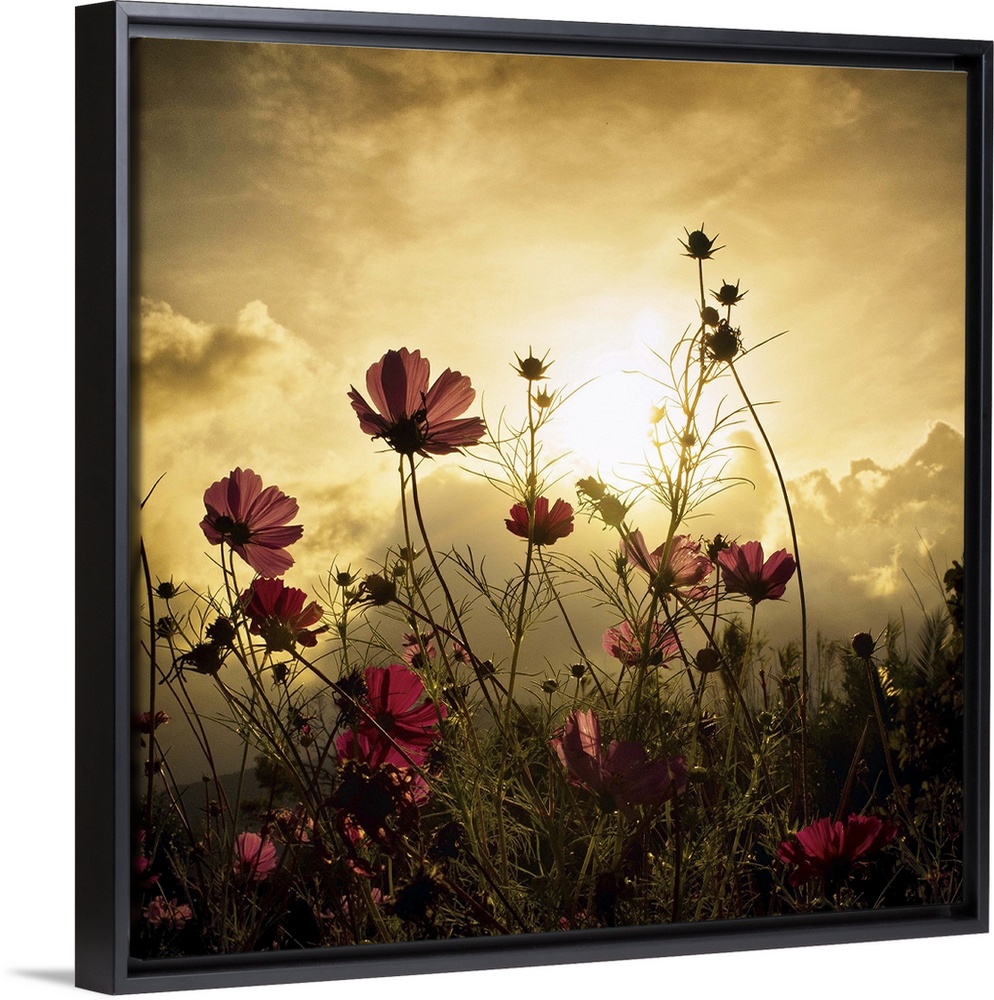 A field of red flowers in golden sunlight.