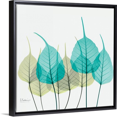 Blue and Green Bodhi Tree Leaf X-Ray Photograph