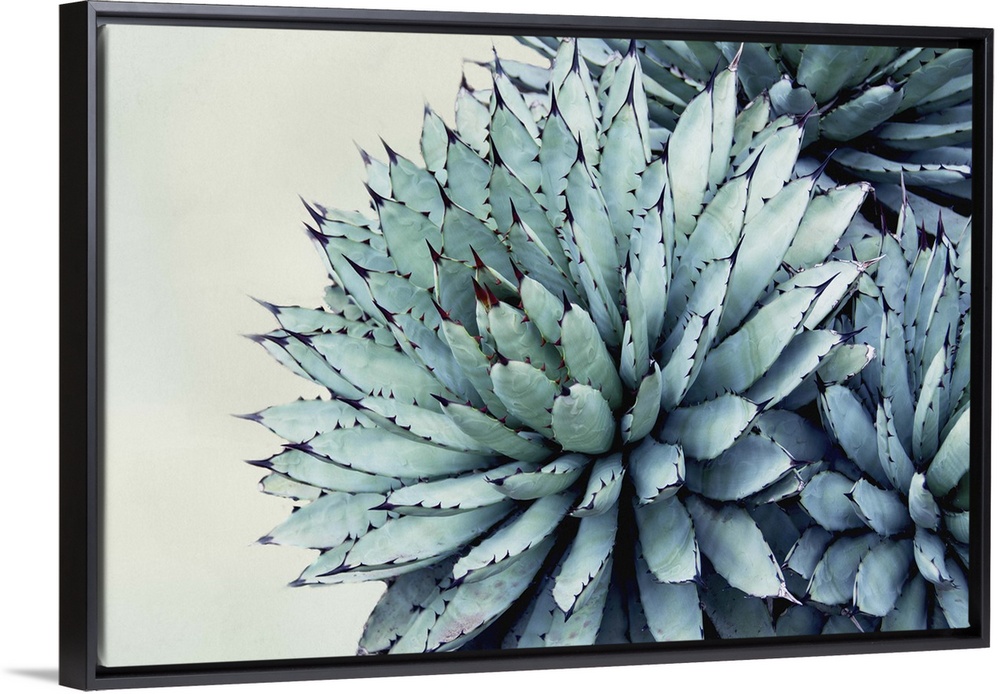 Close up photo of succulent plants with pointed green leaves.