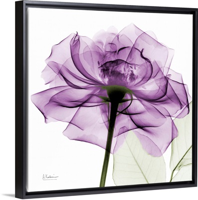 Purple Rose X-Ray Photograph