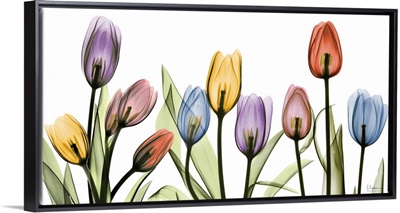 Tulip Scape x-ray photography