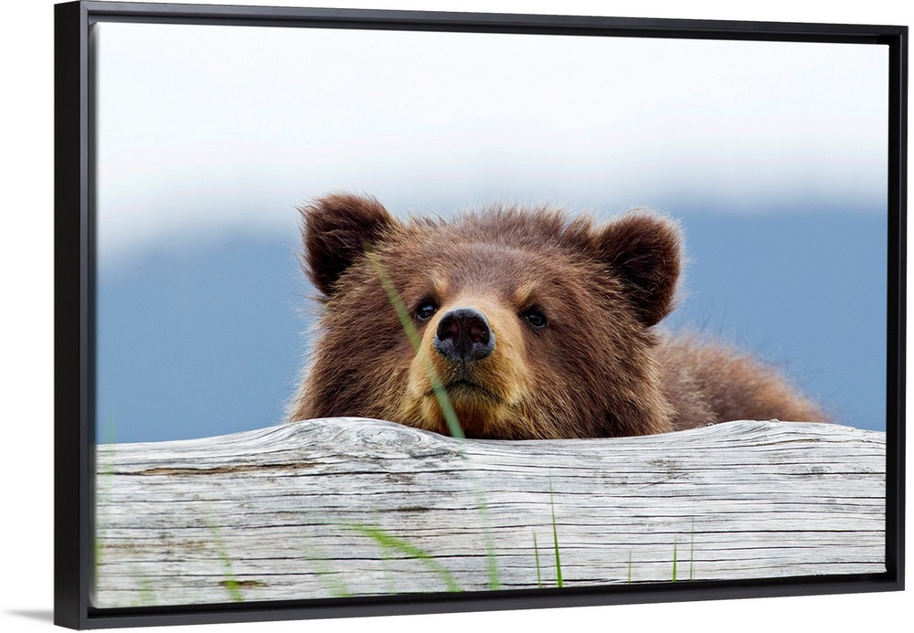 Horizontal, giant photograph of a brown bear looking forward while resting its chin on a log, a blurred tree line can be s...