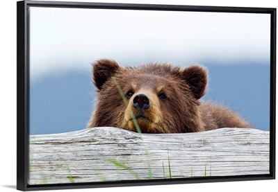 A brown bear cub rests its head on a log