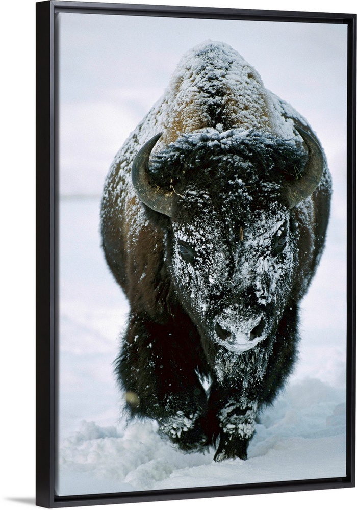 A frost-covered American bison bull (Bison bison) walks through the snow in Yellowstone National Park, United States of Am...