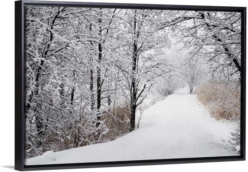 A Path Lined With Trees And Covered In Snow; Quebec, Canada