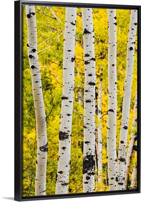 Aspen In Autumn, Jasper National Park, Alberta, Canada