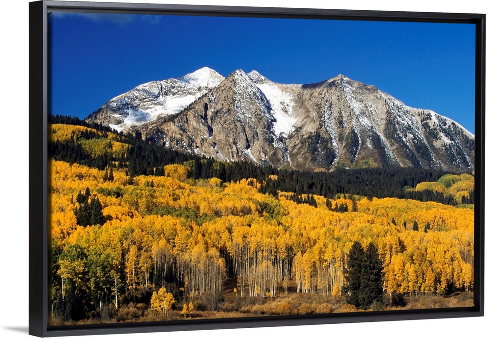 Aspen Trees In Autumn, Rocky Mountains, Colorado