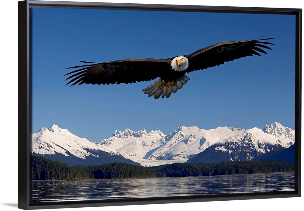 Photo print of an eagle with wide wing span flying over water with snowy rugged mountains in the background.