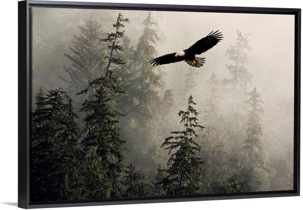 Bald Eagle Soaring Through Misty Tongass Nat Forest Southeast Alaska