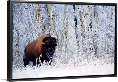 Bison In The Snow, Elk Island National Park, Alberta, Canada