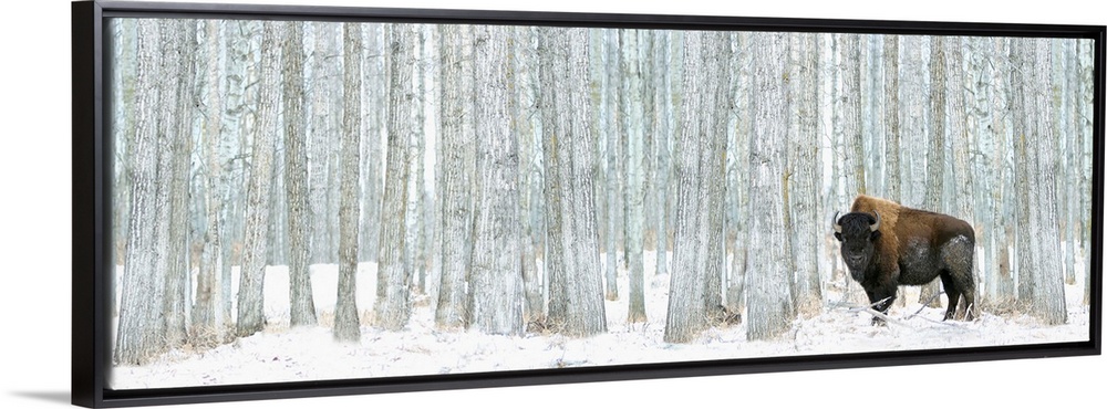 This panoramic photograph of a lone bison standing in front of a stand of white poplar trees is a majestic statement piece...