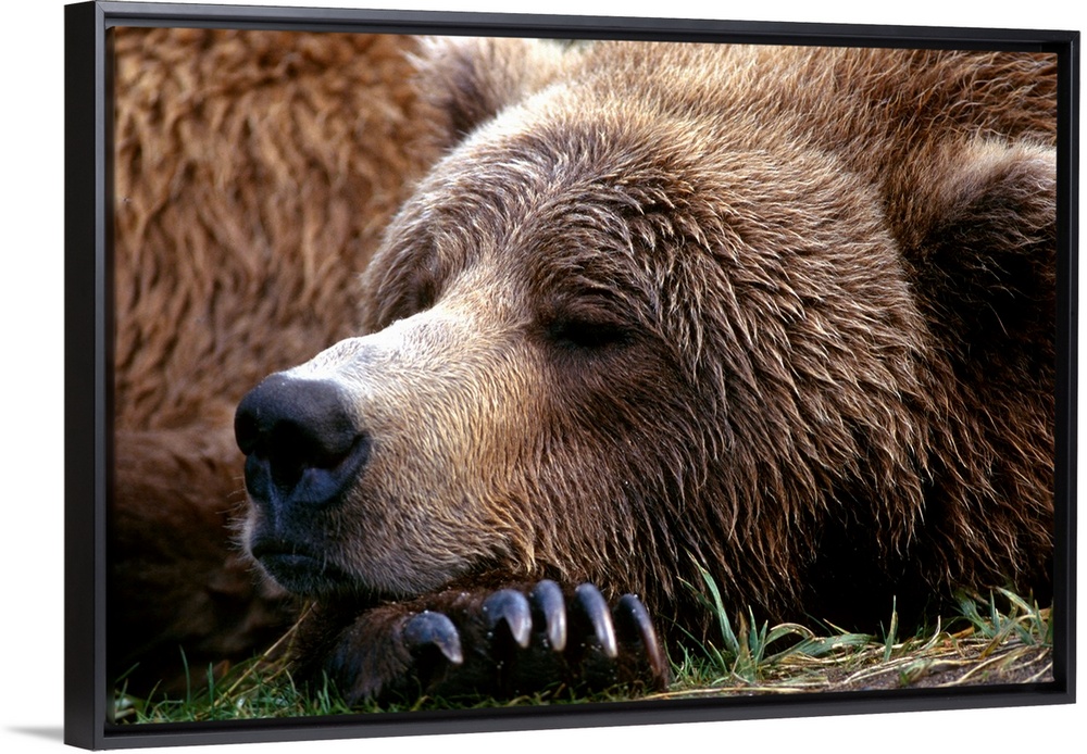Photograph of bear sleeping with its head resting on its huge clawed paw.