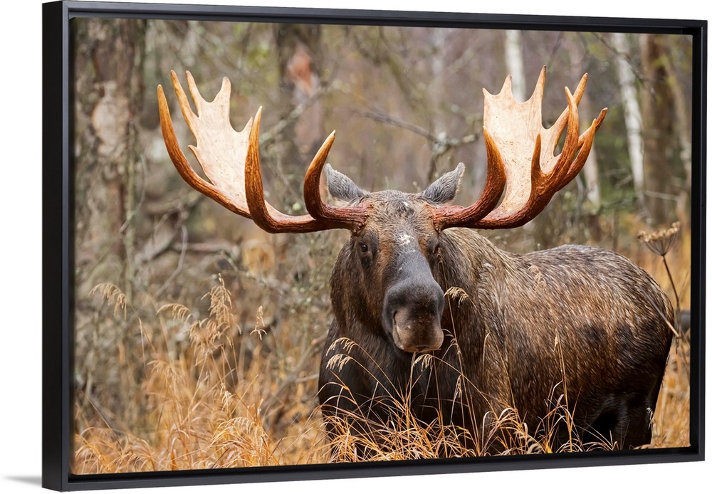 Bull moose (alces alces) in rutting season; Anchorage, Alaska, United States of America