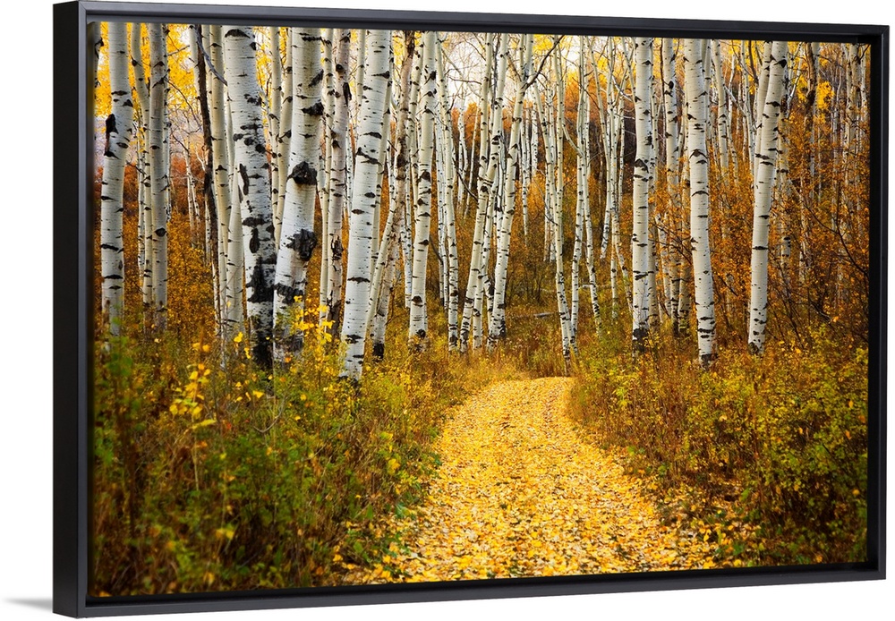 This horizontal photograph is of a leaf covered path way through a forest of indigenous trees.
