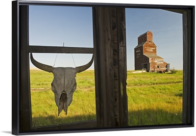 Cow Skull Hanging From An Old Window Frame, Saskatchewan, Canada